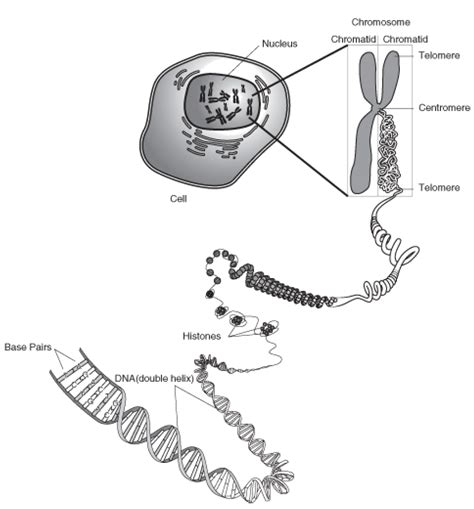 Genes On Each Chromosome