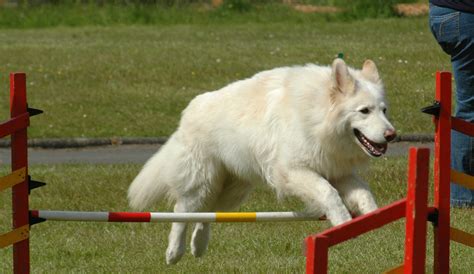 American White Shepherd - Puppies, Rescue, Pictures, Information ...