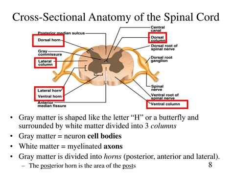 Spinal Cord Cross Section Diagram Spinal Cord Cross