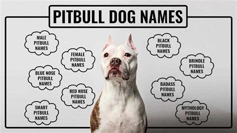 Pitbull Names - Unique And Tough Names For All Pitbull Types - Petmoo