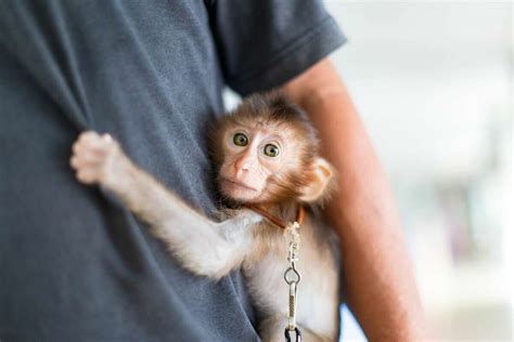 Pet monkey rescued from Chicago sent to Texas