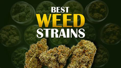 The Top 10 Most Popular Weed Strains Of 2024 A Canadian Cannabis