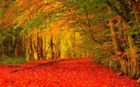 Autumn HD Wallpapers - Wallpaper Cave