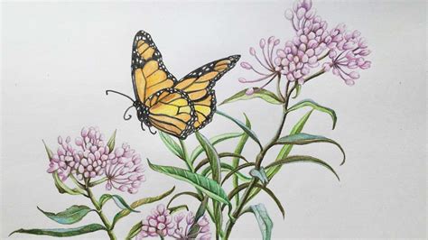 Flowers With Butterfly Drawing In Color Pencils Butterfly Drawing