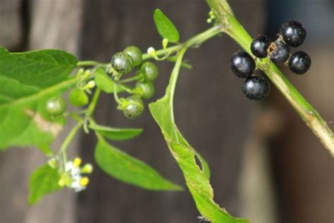 Deadly or delicious? Black Nightshade