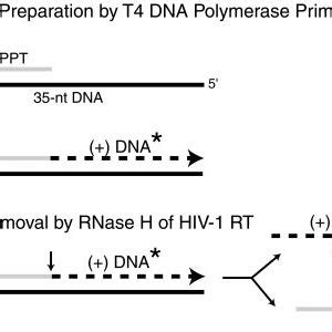 Schematic representation of the standard PPT primer removal assay. RNA ...