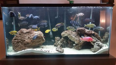 80 Gallon Adult African Cichlid Tank (48x24x16")