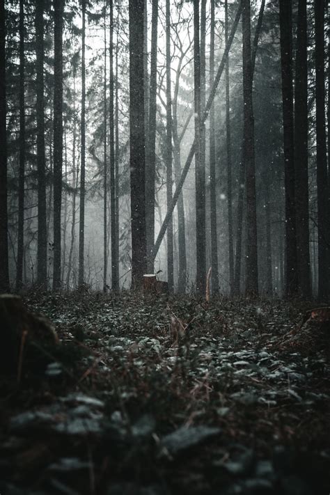 Dark Green Forest Wallpapers - Wallpaper Cave