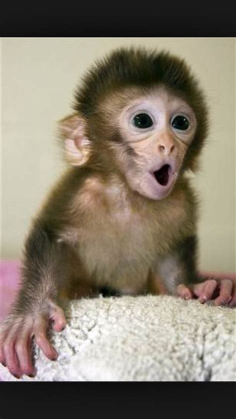 which monkeys can be pets - They Were All Right Binnacle Diaporama