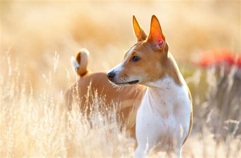 15 Dog Breeds That Look Like Foxes - Parade Pets