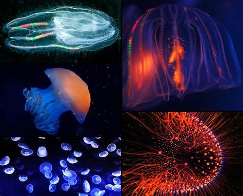 Bioluminescent Jellyfish Every year more bioluminescent jellyfish are ...