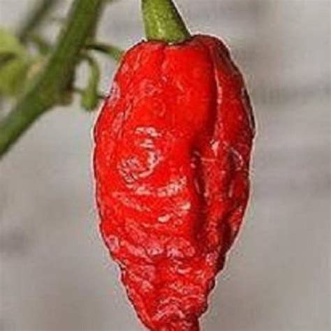 Ghost Pepper Seeds – USA SEED VILLAGE