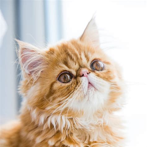 Persian Cat Breed | Full Profile, Facts, History and Information