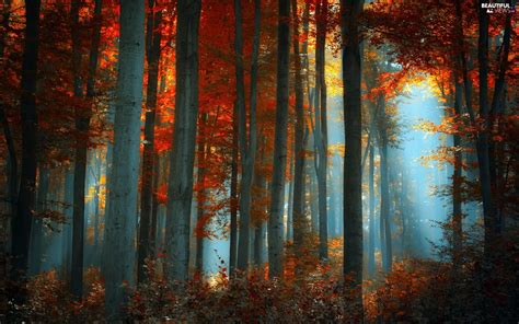 autumn, forest, Fog - Beautiful views wallpapers: 1920x1200