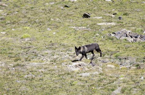 Tibetan Wolf (Canis lupus filchneri) – The Wolf Intelligencer