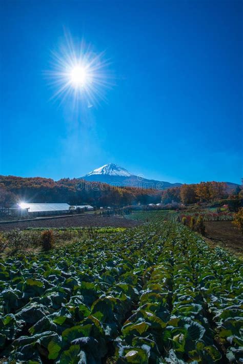 Autumn scenery of Japan stock photo. Image of november - 43410318