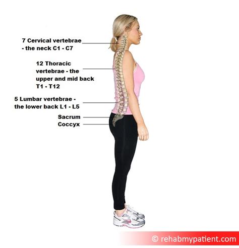 Lower Back Pain | Rehab My Patient