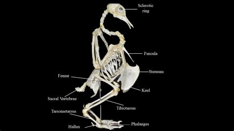 Pigeon skeleton | Atlas of Comparative Vertebrate Anatomy