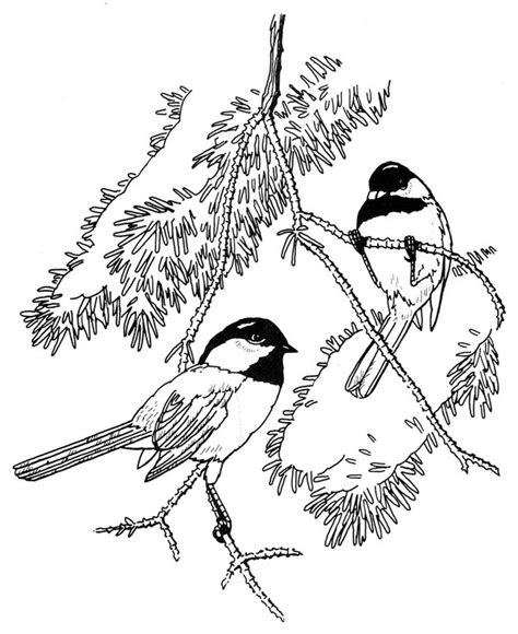 Black Capped Chickadee Drawing at GetDrawings | Free download