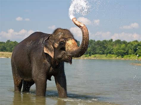 Free photo: Elephant in water - Animal, Waterhole, Water - Free ...