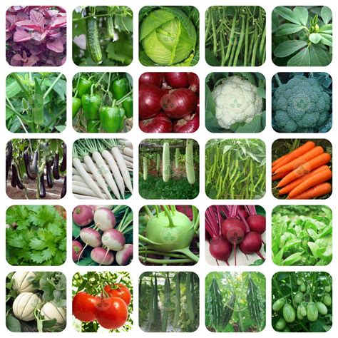 Buy Only For Organic 25 Variety Of Vegetable Seeds With 25 Grow Bags ...