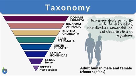 Biology Poster Hierarchy Of Biological Classification Taxonomy Science ...