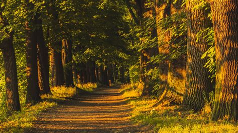 Trail Alley Trees Green Leaves Sunlight Grass Shadows Nature Background ...