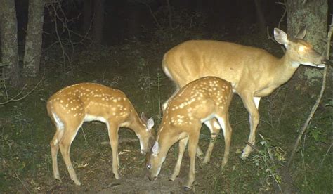 Facts and Myths About Deer Fawns | OutdoorHub