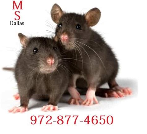 Best Dallas Rat Removal Methods - Masters Services