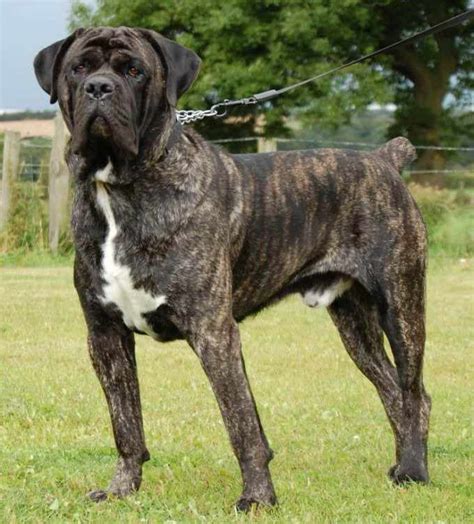 Brindle Mastiff Dog | PETSIDI