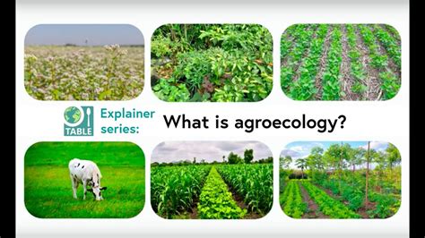 What is agroecology? (TABLE explainer video series) - YouTube