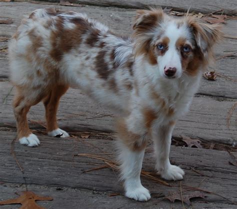 Australian Shepherd Red Merle Welpe Kaufen