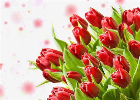 Flowers, Tulips, Close-Up, Bouquet HD wallpaper | Pxfuel