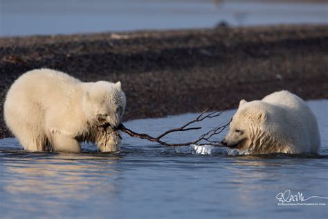 Polar Bears In Alaska, Best Places To See Them