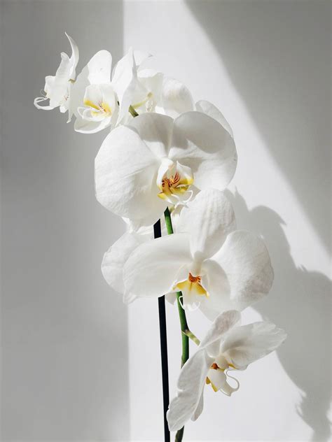 [100+] Orchids Wallpapers | Wallpapers.com