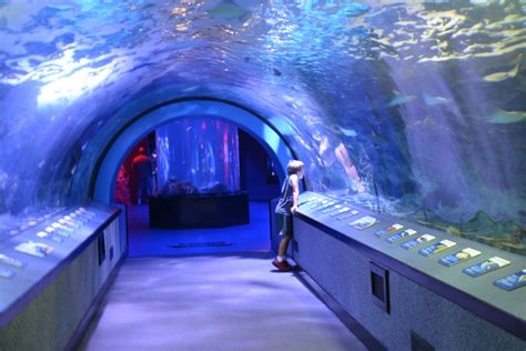 Kid Friendly Hotels Near Newport Aquarium - Aquarium Views