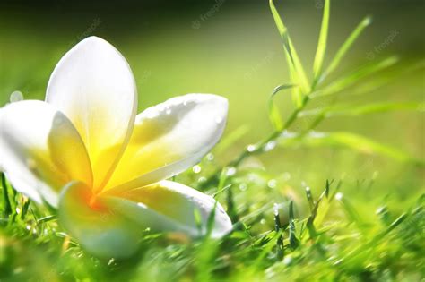 Grass and Flower Wallpapers - Top Free Grass and Flower Backgrounds ...