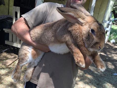 Flemish Giant rabbit ~ Detailed Information | Photos | Videos