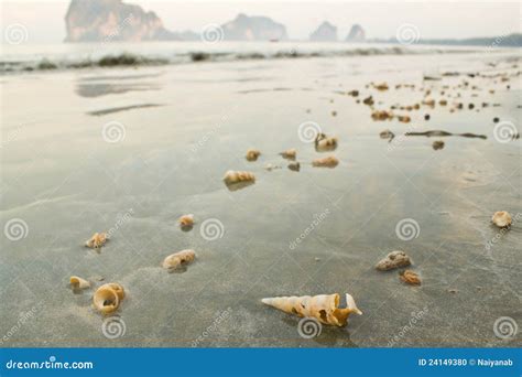 Shell on the beach stock photo. Image of relax, sand - 24149380