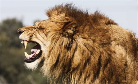 Angry Lion Photo