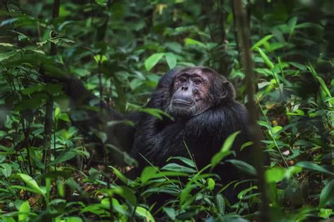 Gorilla vs chimpanzee: Can You Tell the Difference – Tulambule Uganda ...