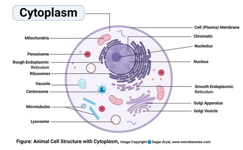 Cell Organelles- Structure and Functions with labeled diagram Plant ...