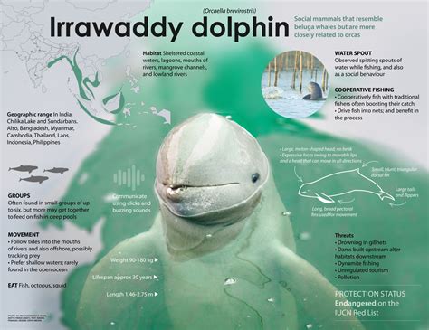 Irrawaddy Dolphin: Facts, Habitat, Threats | Roundglass | Sustain