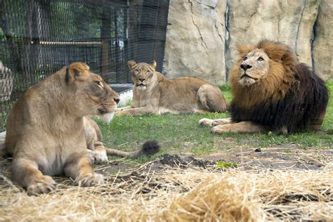 Lion Habitat Opens - Potawatomi Zoo