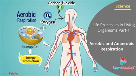 Aerobic Respiration Vs Anaerobic Respiration Venn Diagram Wh