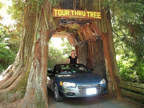 10 must-see giant redwoods in California