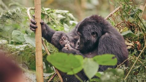 Gorilla Trekking in Uganda Impenetrable National Park: An Unforgettable ...