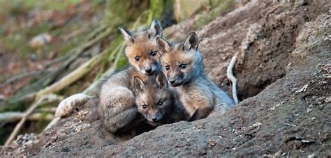 fox den – Humane Wildlife Control Society