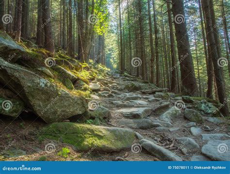 Hiking Trails through Giant Redwoods Stock Image - Image of california ...