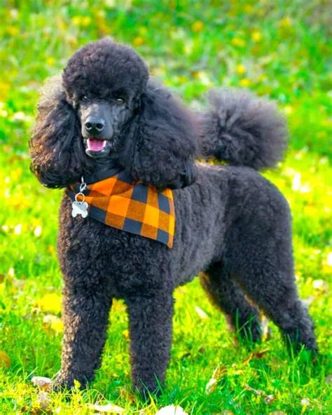 Blue Poodle: Appearance, Genetics & Facts (With Pictures)